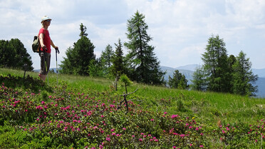 Wanderung zur Almrauschblüte | © TVB Murau-Kreischberg