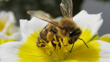 Biene auf Blume | © TVB Naturpark Zirbitzkogel-Grebenzen